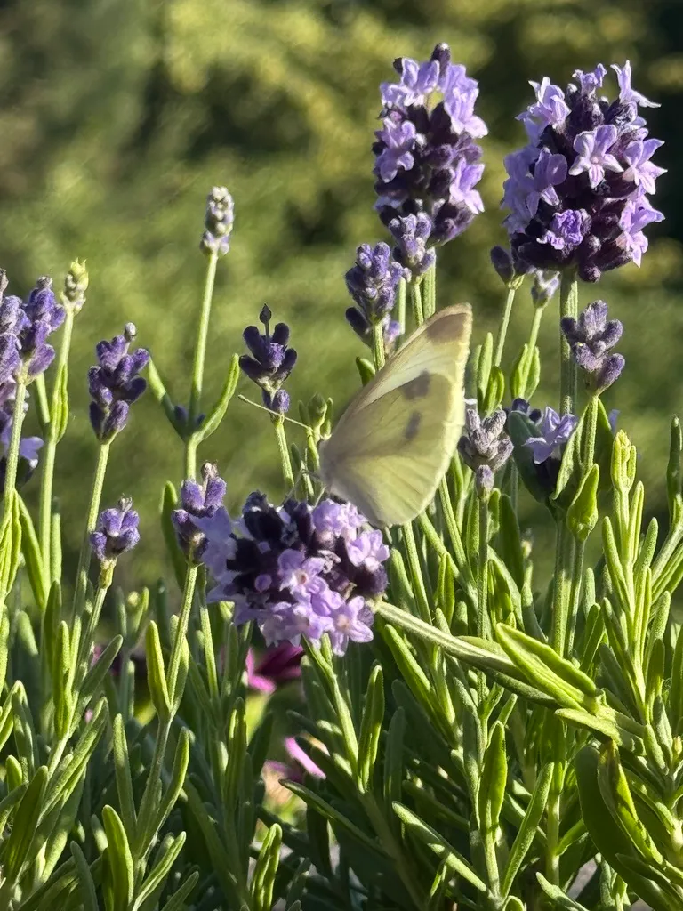 butterflies