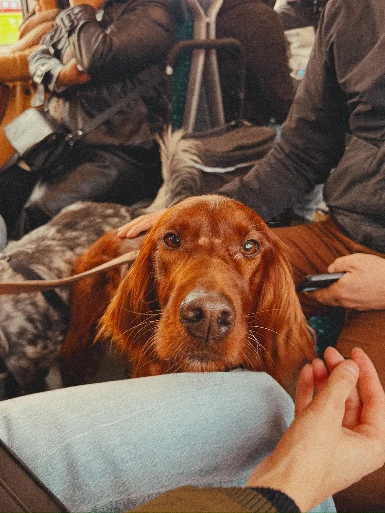 red dogs