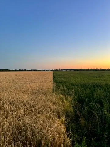 walks